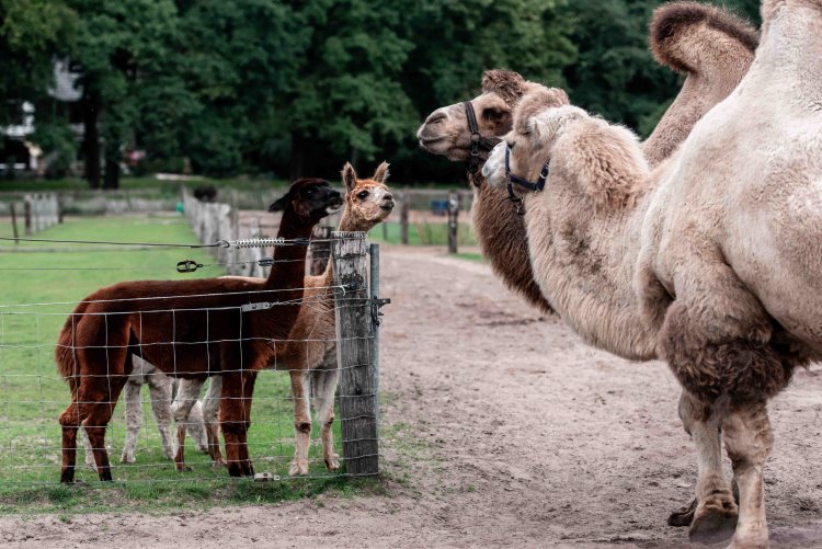 Monique klein formaat-125