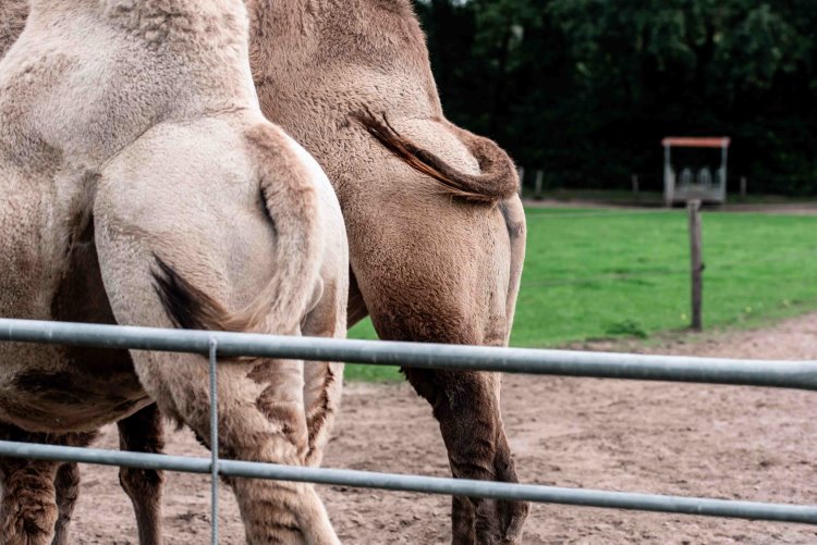 Monique klein formaat-130