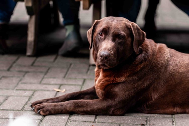 Monique klein formaat-143